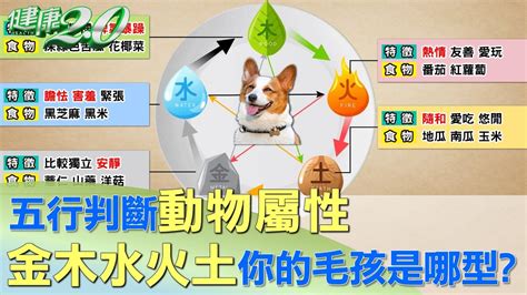 五行 動物|【動物 五行】揭秘動物五行屬性，幫你找到最契合的毛孩！